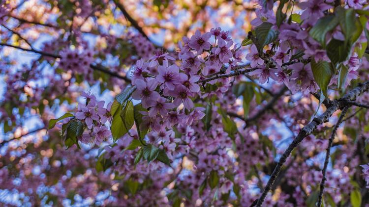 cherry blossoms cherry blossoms